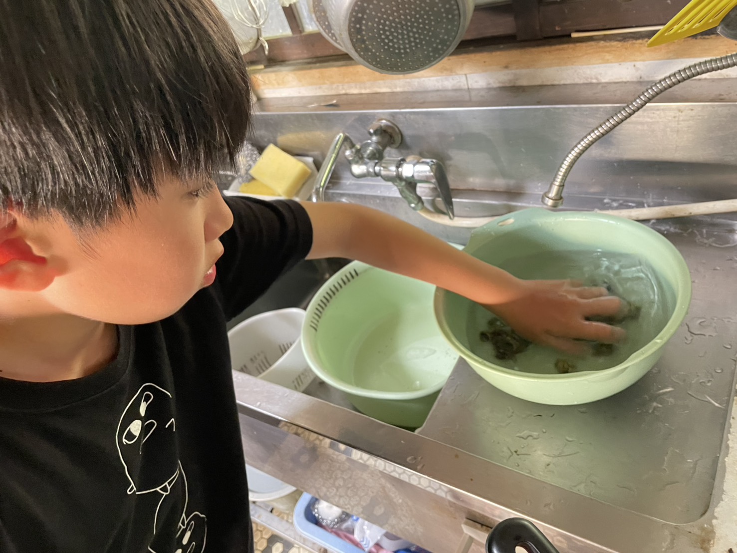こどもが流しのボウルに手を入れて、貝を水で洗っている様子